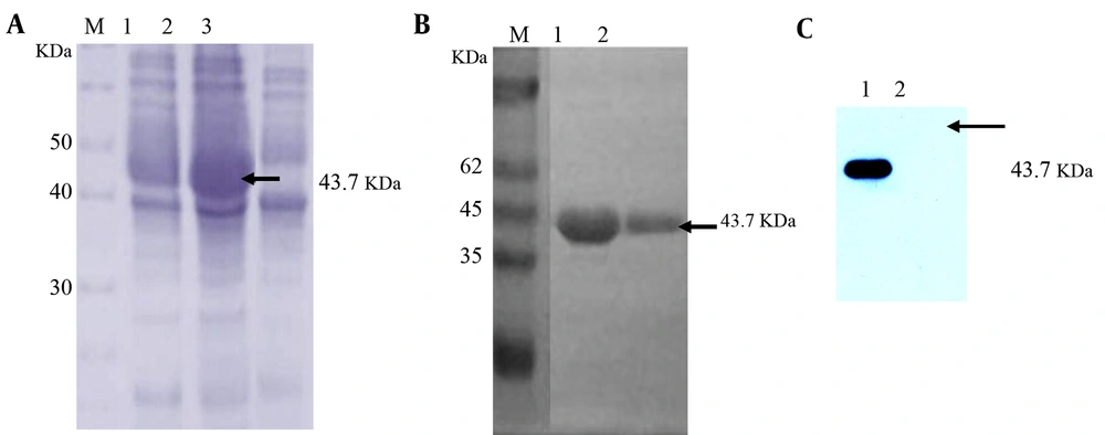 SDS-PAGE and Western Blotting Analysis of Recombinant His-ESAT6-CFP10 Fusion Protein Expression A, the SDS-PAGE analysis of the recombinant protein. M, middle-range protein marker; lane 1, BL21(DE3)(pET-32a-ESAT6-CFP10) in the absence of IPTG; lane 2, BL21(DE3)(pET-32a-ESAT6-CFP10) induced by IPTG; lane 3, BL21(DE3)(pET-32a) induced by IPTG. B, the purified His-ESAT6-CFP10 protein analyzed by SDS-PAGE. M, unstained protein molecular weight marker; lanes 1 - 2, purified His-ESAT6-CFP10 protein; C, the Western blotting analysis of recombinant protein using bovine positive serum raised against <i>M. bovis</i>; lane 1, purified recombinant fusion His-ESAT6-CFP10 protein; lane 2, His protein. Arrows indicate the positions of the target proteins.