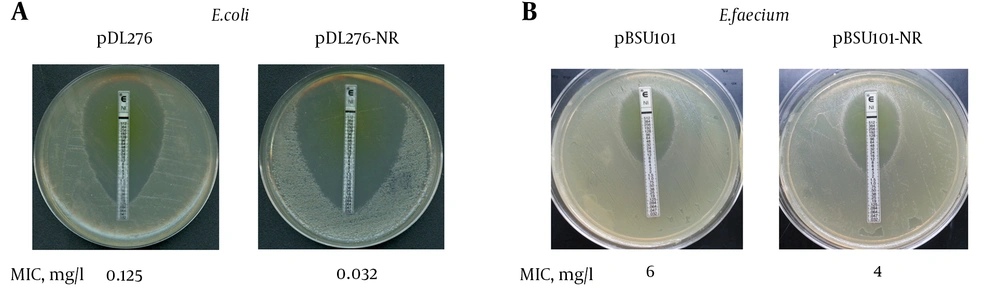The Expression of Nitroreductase Increased the Sensitivity of Bacteria to Nitrofurantoin. A, Nitrofurantoin MIC for DH5α harbored pDL276 or pDL276-NR by E-Test; The <i>E. faecium</i> B42 nitroreductase gene was PCR amplified from genomic wild-type DNA and ligated into pDL276 to generate plasmid pDL276-NR; The plasmids pDL276-NR and pDL276 were transformed into <i>E. coli</i> DH5α cells. Nitrofurantoin MICs of DH5α harbored pDL276 or pDL276-NR were determined by Etest on BHI agar; B, Nitrofurantoin MIC for DH5α harbored pBSU101 or pBSU101-NR by E-Test; The nitroreductase gene was sub-cloned into pBSU101 to generate plasmid pBSU101-NR. Both pBSU101 and pBSU101-NR were transformed into <i>E. faecium</i> ATCC 35667; Nitrofurantoin MICs of DH5α harbored pBSU101 or pBSU101-NR were determined by Etest on BHI agar.