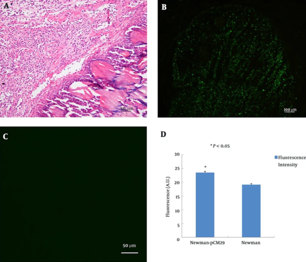 <i>S. aureus</i> with GFP reporter <i>in vivo</i> A, The inflammation and abscess formed after subcutaneous injection of <i>S. aureus</i> into the mice (H and E stain); B, Distribution of S<i>. aureus</i> Newman-pCM29 reporter strain in lesion observed under fluorescence microscope; C, Lesions infected with <i>S. aureus</i> Newman strain (control) observed under fluorescence microscope; D, The difference in fluorescence intensity between lesions infected with Newman-pCM29 reporter strain and <i>S. aureus</i> Newman strain. A.U., arbitrary unit.