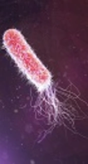 Occurrence of a Multidrug Resistant <i>Pseudomonas aeruginosa</i> Strains in Hospitalized Patients in Southwest of Iran: Characterization of Resistance Trends and Virulence Determinants