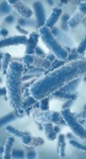 Detection of IS903, IS26 and ISEcp1 Elements in CTX-M-Producing Klebsiella pneumoniae and Escherichia coli Isolates From Patients with Leukemia in Iran