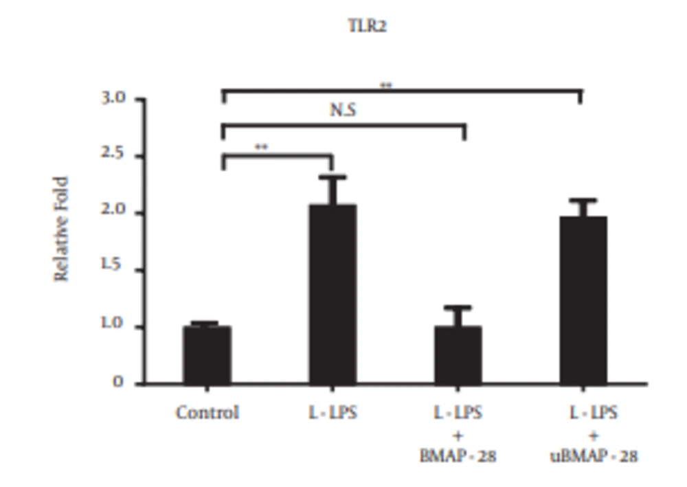 Effects of BMAP-28 Against L-LPS on TLR2 Expression in BFF_NCC1 Cells Cells were incubated with 10.0 µg/mL of L-LPS alone or with L-LPS plus BMAP-28 (10.0 µg/mL) or uBMAP-28 (10.0 µg/mL) for 6 hours. Statistical analyses were performed between cells stimulated by L-LPS alone or with BMAP-28 and unstimulated cells. Asterisks indicate significant differences (* P < 0.05, ** P < 0.01). NS means no significant difference between L-LPS plus BMAP-28 and unstimulated ones.