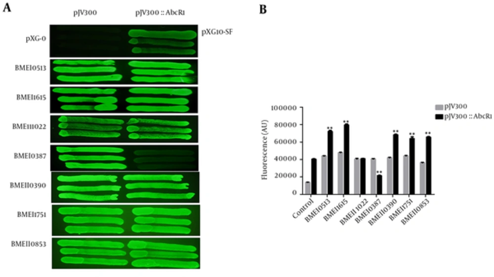 Expression of sRNA AbcR1 Regulators in B. melitensis Targets (A) Representative fluorescence image of <i>B. melitensis</i> target mRNA expression on the LB agar plates. The target mRNAs are cotransformed with pJV300 plasmid (without AbcR1) and pJV300-AbcR1 (AbcR1 expression plasmid). Images are acquired in the fluorescence mode at an excitation/emission wavelength of 485/525 nm. (B) Comparison of fluorescence values of overnight grown cotransformed plasmids in fresh LB medium, containing ampicillin and chloramphenicol antibiotics; fluorescence is determined at a cell density (OD<sub>600</sub>) of 1. In the control column, the values indicate pXG-0 and pXG10-SF plasmids without the target and AbcR1. The fluorescence of each target is calculated in arbitrary units (AU) as the mean fluorescence of 3 independently grown cultures.