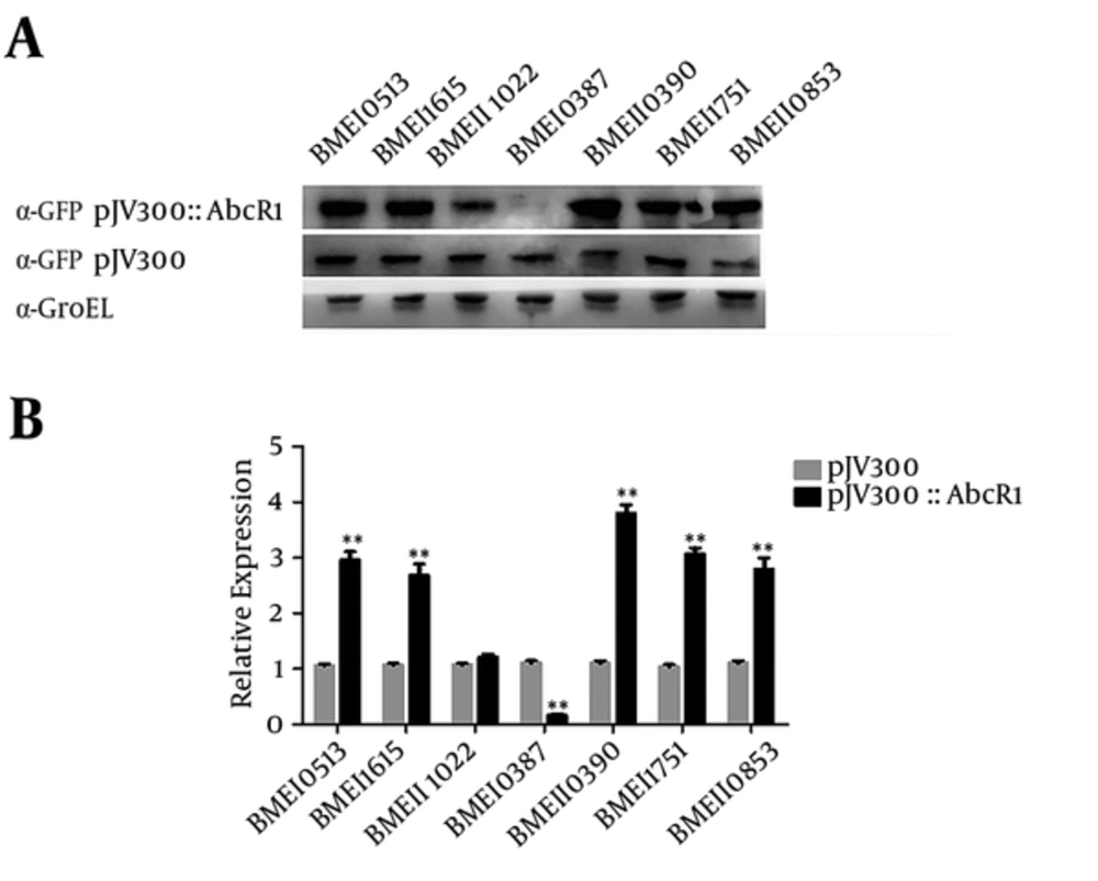 Western Blot and Quantitative RT-PCR Verification of AbcR1 Regulation (A) Detection of fusion protein expression of cotransformed plasmids by Western blot analysis. Samples are taken from cotransformed plasmid liquid cultures at an OD<sub>600</sub> of 1 and subjected to Western blot analysis with anti-GFP monoclonal antibody, where loading control is performed with anti-GroEL polyclonal antibody. (B) RT-PCR verification of AbcR1 regulation by extracting total RNA from the cotransformed plasmids of 3 individual replicates from each sample culture, normalized with 16 S rRNA. The relative transcription of the predicted target mRNA regulation is measured in the presence and absence of AbcR1.