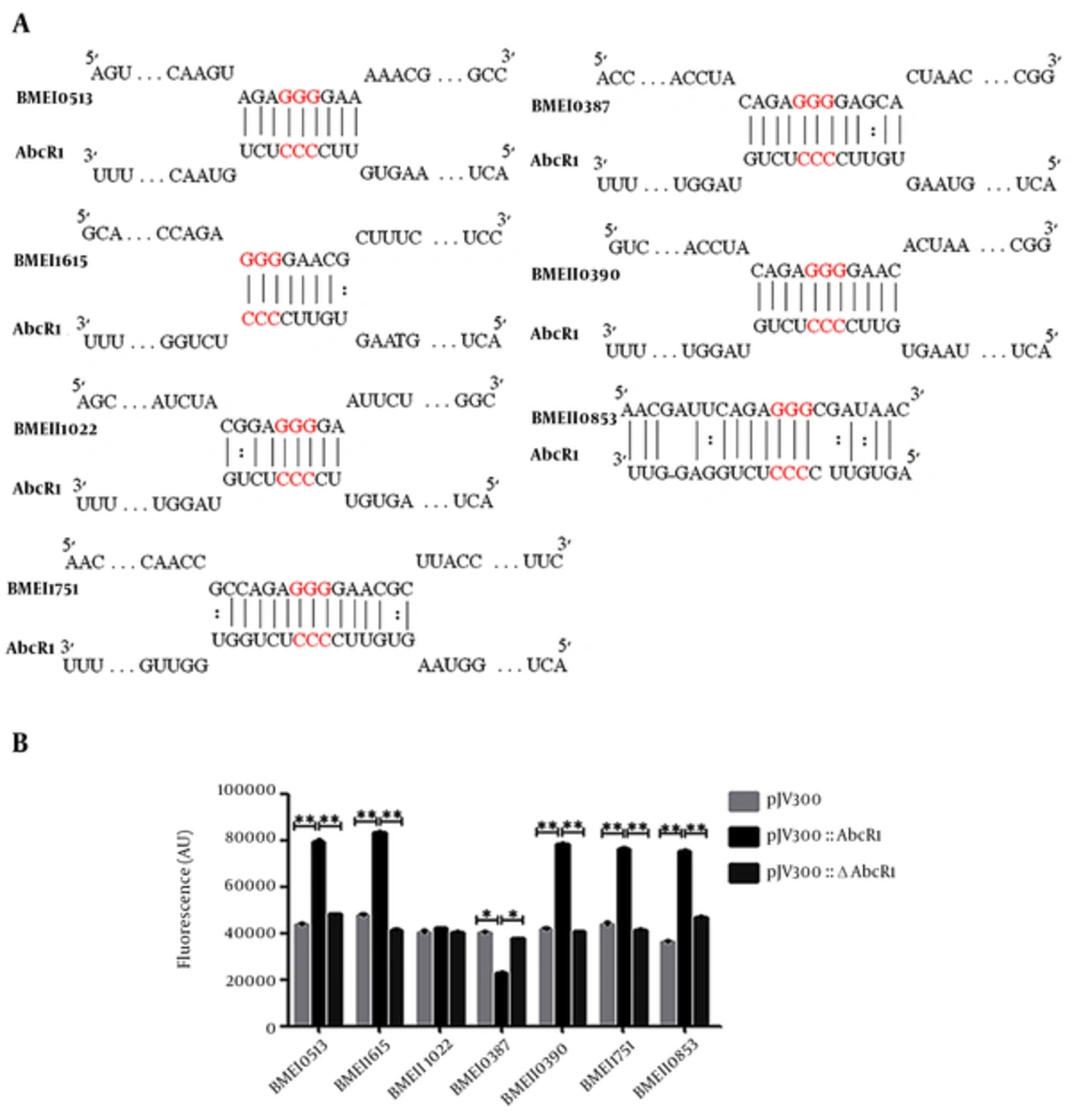 The Conserved Seed Region in sRNA AbcR1 Regulates Multiple Targets of <i>B. melitensis</i> (A) AbcR1 harbors highly conserved nucleotides, which coincide in all the selected target mRNAs in the seed interaction region. AbcR1 sequence is shown against <i>B. melitensis</i> target mRNAs, where the seed region of AbcR1 is indicated in red color showing conserved nucleotides. (B) The fluorescence of overnight grown target plasmids, cotransformed with pJV300, pJV300-AbcR1, and pJV300-ΔAbcR1, is compared. The fluorescence of each plasmid is calculated in arbitrary units (AU).
