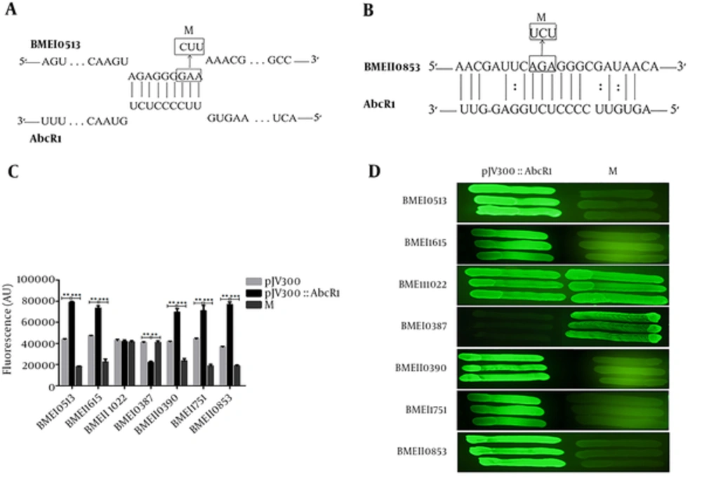 Seed Pairing of sRNA AbcR1 With BMEI0513 and BMEII0853 mRNAs The schematic representation of the interaction of AbcR1 with (A) BMEI0513 (transcriptional regulator) and (B) BMEII0853 (Two-component response regulator) mRNAs, as well as changes in the nucleotide base pair. The numbers indicate the relative direction of sRNA AbcR1, as well as BMEI0513 and BMEII0853 mRNAs. The arrows indicate nucleotide substitutions (inbox) introduced to BMEI0513 and BMEII0853 mRNAs. M indicates plasmids with nucleotide changes in BMEI0513 and BMEII0853. (C) The fluorescence of overnight grown cotransformed plasmids was calculated in the fresh LB medium, containing ampicillin and chloramphenicol at a cell density (OD<sub>600</sub>) of 1. (D)5 The fluorescence image of target mRNA expression on the LB agar plate is presented.