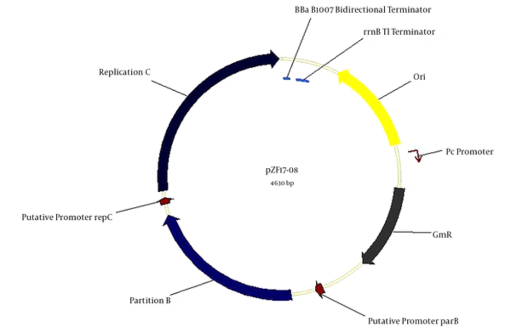 The Construction Map of pZF17-08 Plasmid The pZF17-08 plasmid carries the terminator sequence (rrnBT1), BBa B1007 (<a href="#A60269REF29">29</a>). Gentamicin-resistant gene is shown in grey, and the arrow indicates the direction. The replication C and partition B are shown in blue.