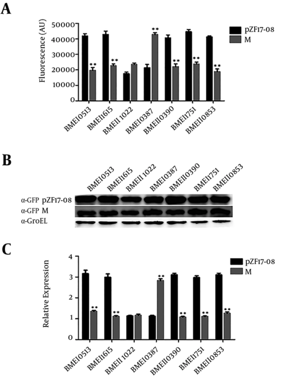 Expression of sRNA AbcR1 Target Regulation in <i>B. melitensis</i> Competent Cells (A) The fluorescence values of <i>B. melitensis</i> target mRNA expression in the microtiter plates, (B) detection of fusion protein expression of transformed plasmids by Western blot analysis, (C) RT-qPCR verification of AbcR1 regulation by extracting total RNA from the transformed plasmids of 3 individual replicates from each sample culture, normalized with 16S rRNA.