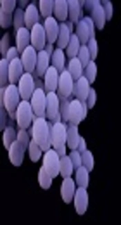 SCC<i>mec</i> and <i>spa</i> Typing of <i>Staphylococcus aureus</i> Strains Isolated from Patients with Urinary Tract Infection: Emergence of <i>spa</i> Types t426 and t021 in Iran