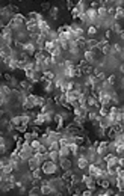 Cover image of the article: Evaluation of the Formation of Single- and Double-Species Biofilms on Intraventricular Catheters by Strains of Staphylococcus aureus, Listeria monocytogenes and Escherichia coli with K1 Antigen