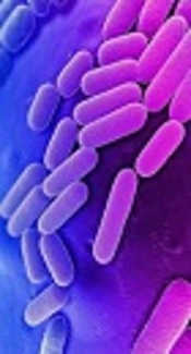 Evaluation of Virulence Factors and Antibiotic Resistance Patterns in Clinical Urine Isolates of Klebsiella pneumoniae in Semnan, Iran
