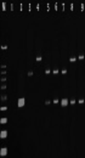 Cover image of the article: Frequency Assessment of OXA-10 and PER β-Lactamase Genes and Determination of Minimum Inhibitory Concentration in Klebsiella Strains Isolated from Urinary Tract Infections