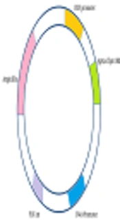 Evaluation of Immune Responses to a DNA Vaccine Encoding Ag85a-Cfp10 Antigen of Mycobacterium tuberculosis in an Animal Model