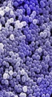 Detection of Synergistic Antimicrobial Activities of Ceftaroline, Telavancin, Daptomycin, and Vancomycin Against Methicillin-Resistant Staphylococcus aureus Strains in Intensive Care Units