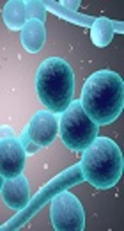 Cover image of the article: Comparative Evaluation of Conventional and Nanosilver-Containing Leucocyte and Platelet-Rich Fibrin/Biomaterial in the Anti-Biofilm Formation of Standard Species of Candida and Streptococcus