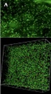 Cover image of the article: Tosufloxacin for Eradicating Biofilm-Forming Nontypeable Haemophilus influenzae Isolated from Intractable Acute Otitis Media