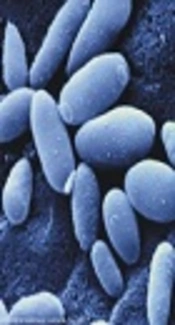 Molecular Discrimination of the Candida parapsilosis Species Complex via SADH Gene Analysis and Evaluation of Proteinase Activity Among the Isolates