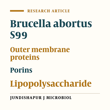 Biological and immunological characteristics of Brucella abortus S99 major outer membrane proteins