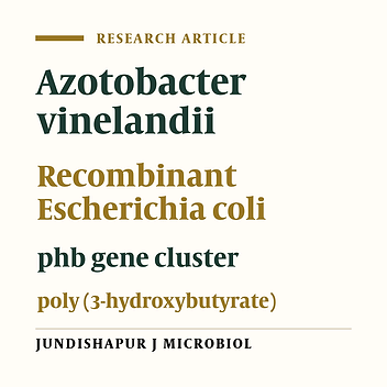 Cloning of poly (3-Hydroxybutyrate) synthesis genes from Azotobacter vinelandii into Escherichia coli