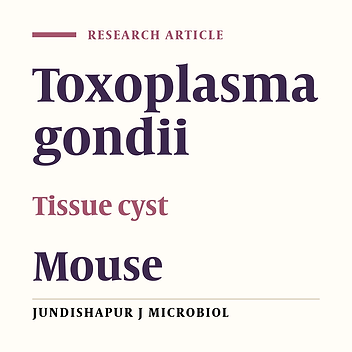 Study on growth of Toxoplasma gondii tissue cyst in laboratory mouse