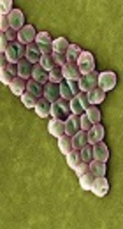 The Relationship Between Antibiotic Resistance Phenotypes and Biofilm Formation Capacity in Clinical Isolates of Acinetobacter baumannii