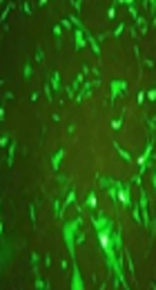 Cover image of the article: Enterovirus 71 3C Protease Does Not Disrupt Interferon Type I Signaling Pathway