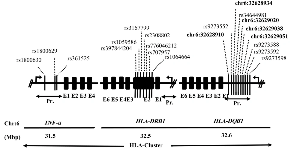 Genomic interval at chromosome 6 illustrating the map of SNPs in three genes investigated in this study. Arrows indicate the direction of the reading frame of the gene. SNPs are shown with rs number. Novel SNPs detected in DQB1 are shown in boldface. E = exon; Pr. = promoter. Genomic interval at chromosome 6 illustrating the map of SNPs in three genes investigated in this study. Arrows indicate the direction of the reading frame of the gene. SNPs are shown with rs number. Novel SNPs detected in DQB1 are shown in boldface. E = exon; Pr. = promoter.