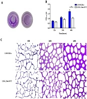 Cover image of the article: Effects of Lmo2672 Deficiency on Environmental Adaptability, Biofilm Formation, and Motility of Listeria monocytogenes