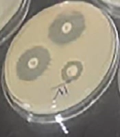 Biofilm-Producing Ability and Antibiotic Resistance Pattern of Pathogenic Strains of Aeromonas hydrophila