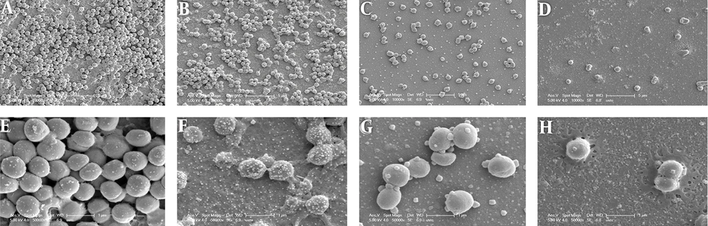 Microscopic morphology changes of <i>Staphylococcus epidermidis</i> biofilm treated by SH in combination with erythromycin. A and E, Negative control group without drug treatment; B and F, 1/4 × MIC SH treatment group; C and G, 1/4 × MIC erythromycin treatment group; D and H, 1/8 × MIC SH in combination with 1/8 × MIC erythromycin group. The A, B, C, D figures were magnified 10,000 times, and the E, F, G, H figures were magnified 50,000 times. The morphology of <i>S. epidermidis</i> biofilm in the different groups was detected at 24 h after drug treatments. Microscopic morphology changes of <i>Staphylococcus epidermidis</i> biofilm treated by SH in combination with erythromycin. A and E, Negative control group without drug treatment; B and F, 1/4 × MIC SH treatment group; C and G, 1/4 × MIC erythromycin treatment group; D and H, 1/8 × MIC SH in combination with 1/8 × MIC erythromycin group. The A, B, C, D figures were magnified 10,000 times, and the E, F, G, H figures were magnified 50,000 times. The morphology of <i>S. epidermidis</i> biofilm in the different groups was detected at 24 h after drug treatments.