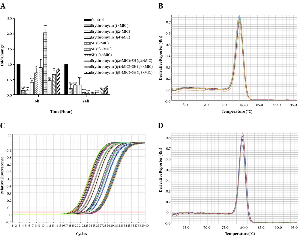 Different expression levels of the <i>icaA</i> of <i>Staphylococcus epidermidis</i> treated by SH in combination with erythromycin. A, Expression of <i>icaA</i> was monitored in response to SH in combination with erythromycin treatments by qRT-PCR assay. Housekeeping gene, <i>gyrB</i>, was set as the internal reference gene for each sample. The concentrations of different drug treatments were as follows: negative control group (without any drug), 1 × MIC SH ml, 1/2 × MIC SH mL<sup>-1</sup>, 1/4 × MIC SH, 1/8 × MIC SH, 1 × MIC erythromycin, 1/2 × MIC erythromycin, 1/4 × MIC erythromycin, 1/8 × MIC erythromycin, 1/2 × MIC SH and 1/2 × MIC erythromycin, 1/4 × MIC SH and 1/4 × MIC erythromycin, 1/8 × MIC SH mL<sup>-1</sup> and 1/8 × MIC erythromycin. The expression of <i>icaA</i> in the different groups was detected at 6 h and 24 h after drug treatments. *, P < 0.05; **, P < 0.01; ***, P < 0.01; n = 4; B, amplification curve of the real time PCR; C, melting curve of <i>icaA</i> gene; D, melting curve of <i>gyrB</i> gene. Different expression levels of the <i>icaA</i> of <i>Staphylococcus epidermidis</i> treated by SH in combination with erythromycin. A, Expression of <i>icaA</i> was monitored in response to SH in combination with erythromycin treatments by qRT-PCR assay. Housekeeping gene, <i>gyrB</i>, was set as the internal reference gene for each sample. The concentrations of different drug treatments were as follows: negative control group (without any drug), 1 × MIC SH ml, 1/2 × MIC SH mL<sup>-1</sup>, 1/4 × MIC SH, 1/8 × MIC SH, 1 × MIC erythromycin, 1/2 × MIC erythromycin, 1/4 × MIC erythromycin, 1/8 × MIC erythromycin, 1/2 × MIC SH and 1/2 × MIC erythromycin, 1/4 × MIC SH and 1/4 × MIC erythromycin, 1/8 × MIC SH mL<sup>-1</sup> and 1/8 × MIC erythromycin. The expression of <i>icaA</i> in the different groups was detected at 6 h and 24 h after drug treatments. *, P < 0.05; **, P < 0.01; ***, P < 0.01; n = 4; B, amplification curve of the real time PCR; C, melting curve of <i>icaA</i> gene; D, melting curve of <i>gyrB</i> gene.
