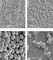 Cover image of the article: Sub-Inhibitory Concentrations of Sodium Houttuyfonate in Combination with Erythromycin Inhibit Biofilm Formation and Expression of IcaA in Staphylococcus epidermidis
