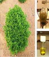 Oregano (Origanum vulgar subsp. viride) Essential Oil: Extraction, Preparation, Characterization, and Encapsulation by Chitosan-Carbomer Nanoparticles for Biomedical Application