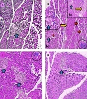Cover image of the article: Radioprotective Effects of Allium jesdianum Extract on Reduction of Pancrease Damages Following γ-Radiation through Down-regulation of Apoptotic Genes, Antioxidants Regulation, and Suppression of Inflammatory Markers