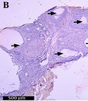 Magnolia officinalis Ameliorates Dehydroepiandrosterone-Induced Polycystic Ovary Syndrome in Rats