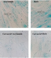 Cover image of the article: Acrylamide Induced Oxidative Cellular Senescence in Embryonic Fibroblast Cell Line (NIH 3T3): A Protection by Carvacrol
