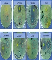 Antibiofilm and Antifungal Activities of Laurelia sempervirens (Chilean laurel) Essential Oil
