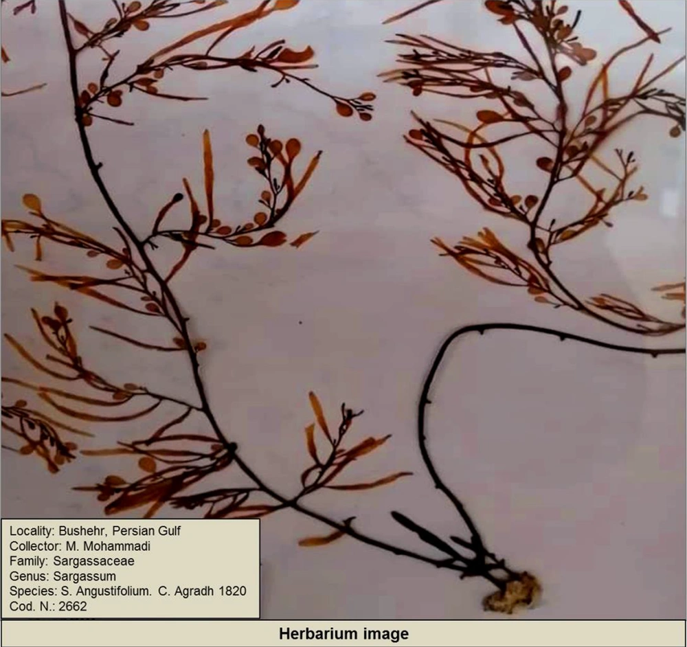 Herbarium image of <i>Sargassum angustifolium</i> C. Agardh 1820 Herbarium image of <i>Sargassum angustifolium</i> C. Agardh 1820