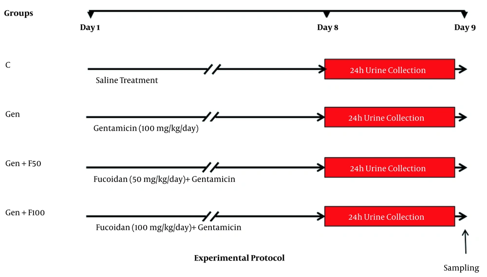 Schematic representation of the experimental protocol. Abbreviations: C, control; Gen, gentamicin (100 mg/kg/day; IP for 8 days); Gen+F50, 50 mg/kg/day of fucoidan by oral gavage, 30 minutes before gentamicin administration; Gen+F100, 100 mg/kg/day of fucoidan by oral gavage, 30 minutes before gentamicin administration. Schematic representation of the experimental protocol. Abbreviations: C, control; Gen, gentamicin (100 mg/kg/day; IP for 8 days); Gen+F50, 50 mg/kg/day of fucoidan by oral gavage, 30 minutes before gentamicin administration; Gen+F100, 100 mg/kg/day of fucoidan by oral gavage, 30 minutes before gentamicin administration.