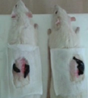 Cover image of the article: Effects of Hirudotherapy in Alloxan-induced Diabetic Male Rats: Histopathological and Biochemical Changes
