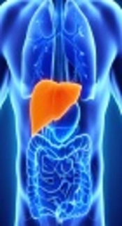 Cover image of the article: The Hepatoprotective Effect of Gallic Acid on Mercuric Chloride-Induced Liver Damage in Rats