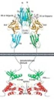 Structural Characterization of the Recombinant Human Fibroblast Growth Factor Receptor 2b Kinase Domain Upon Interaction with Flavonoids