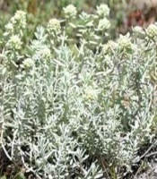 Investigation of Antioxidant, Antifungal, Antibacterial, and Anti-inflammatory Effects of Teucrium polium on Common Pathogens in Vaginitis: A Review
