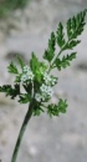GC-MS Analysis of Anti-<i>Candida</i> and Antioxidant Activities of Hydroalcoholic Leaf Extract of <i>Chaerophyllum macropodum</i>