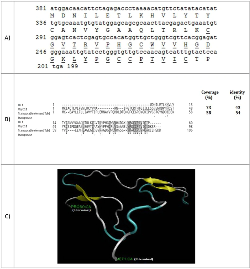 (A) Coding sequence and amino acid sequence of HL1. The amino acids of SWC peptide are underlined; (B) Alignment of venom toxin OcyC11 from <i>Opisthacanthus cayaporum</i> and transposable element Tcb1 transposase with HL1. Coverage and identity percent have been mentioned; (C) The molecular structure of HL1 peptide using the modeling software (A) Coding sequence and amino acid sequence of HL1. The amino acids of SWC peptide are underlined; (B) Alignment of venom toxin OcyC11 from <i>Opisthacanthus cayaporum</i> and transposable element Tcb1 transposase with HL1. Coverage and identity percent have been mentioned; (C) The molecular structure of HL1 peptide using the modeling software