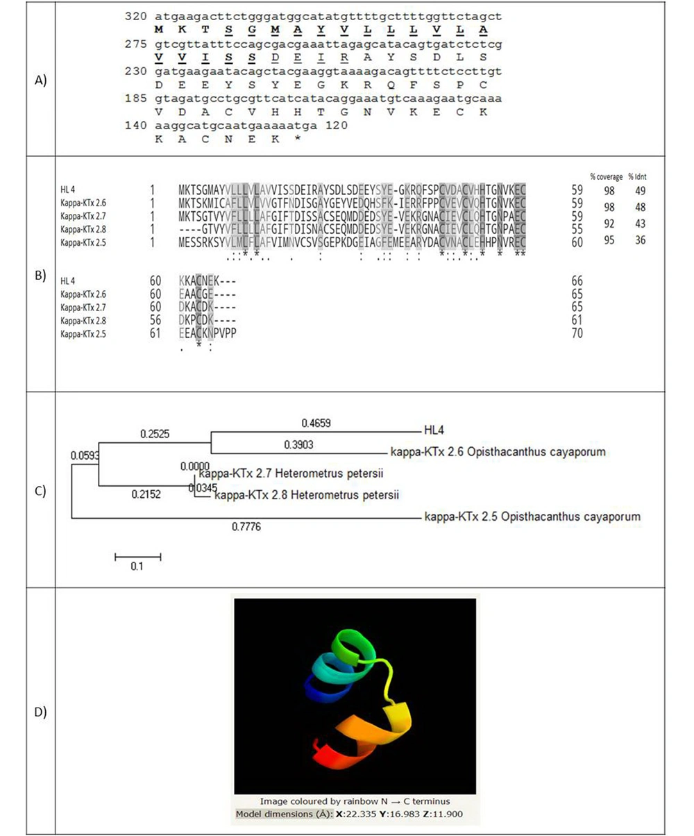 (A) Coding sequence of HL4 and its predicted amino acids. The amino acids of the signal peptide are bold and amino acids of transmembrane helixes are underlined; (B) Alignment of HL4 and four potassium channel blockers of different scorpions. Coverage and identity percent have been mentioned; (C) Phylogenic tree of HL4; (D) The structure of HL4 (A) Coding sequence of HL4 and its predicted amino acids. The amino acids of the signal peptide are bold and amino acids of transmembrane helixes are underlined; (B) Alignment of HL4 and four potassium channel blockers of different scorpions. Coverage and identity percent have been mentioned; (C) Phylogenic tree of HL4; (D) The structure of HL4