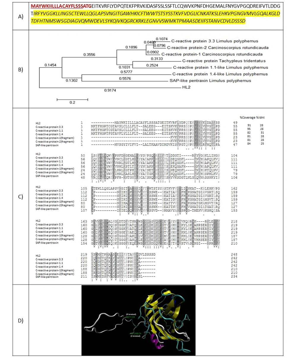 (A) Amino acid sequence of HL2. The amino acids of the signal peptide are shown in red and bold. The amino acids of transmembrane helices are underlined. Amino acids of C-reactive protein from the pentraxin family are highlighted by yellow; (B) Phylogenic tree of HL2; (C) amino acid
alignment of HL2 with known similar proteins; (D) 3-D structure of HL2. (A) Amino acid sequence of HL2. The amino acids of the signal peptide are shown in red and bold. The amino acids of transmembrane helices are underlined. Amino acids of C-reactive protein from the pentraxin family are highlighted by yellow; (B) Phylogenic tree of HL2; (C) amino acid
alignment of HL2 with known similar proteins; (D) 3-D structure of HL2.