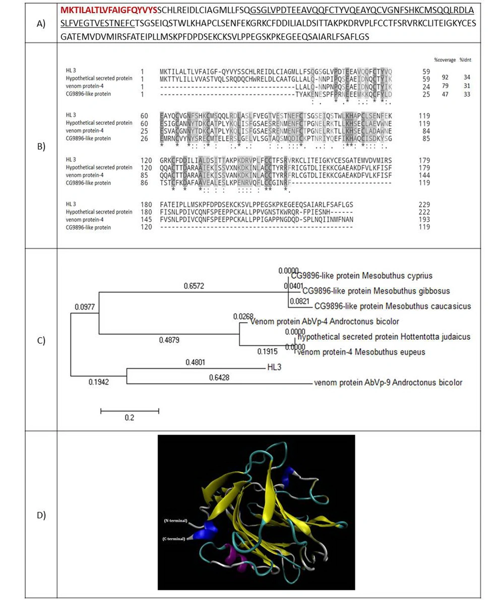 (A) Amino acid sequence of HL3. The amino acids of the signal peptide are shown in red and bold. The amino acids of SIP1 protein are underlined; (B) Alignment of HL3 with similar peptides. Coverage and identity percent have been mentioned; (C) Phylogenic tree of HL3; (D) 3-D structure of HL3. (A) Amino acid sequence of HL3. The amino acids of the signal peptide are shown in red and bold. The amino acids of SIP1 protein are underlined; (B) Alignment of HL3 with similar peptides. Coverage and identity percent have been mentioned; (C) Phylogenic tree of HL3; (D) 3-D structure of HL3.