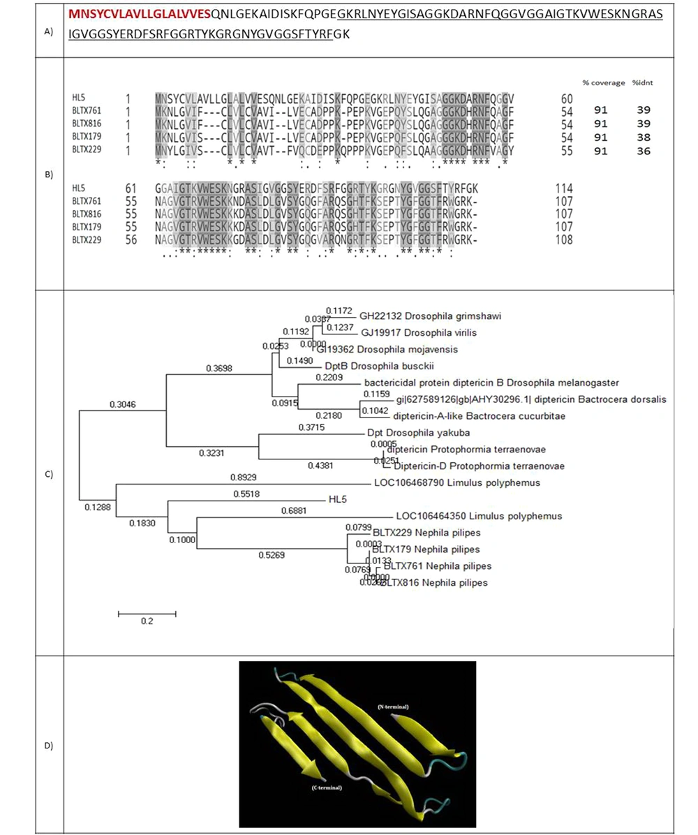 (A) Coding sequence and amino acid sequence of HL5. The amino acids of the signal peptide are shown in red and bold. Amino acids of attacin are underlined; (B) Alignment of HL5 and four spider peptides from the attacin family. Coverage and identity percent have been mentioned; (C) Phylogenic tree of HL5; (D) 3-D structure of HL5. (A) Coding sequence and amino acid sequence of HL5. The amino acids of the signal peptide are shown in red and bold. Amino acids of attacin are underlined; (B) Alignment of HL5 and four spider peptides from the attacin family. Coverage and identity percent have been mentioned; (C) Phylogenic tree of HL5; (D) 3-D structure of HL5.