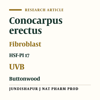 Cytoprotective Activity of Hydroalcoholic Extract of Conocarpus erectus Against Ultraviolet B in Skin Cell Line HSF-PI 17